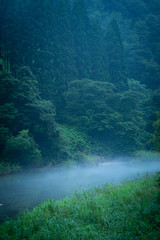 川霧が流れる森