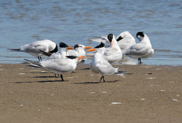 Courtship ritual of royal terns(Thalasseus maximus, Galveston, Texas