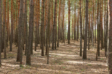 pine forest at sunny spring day