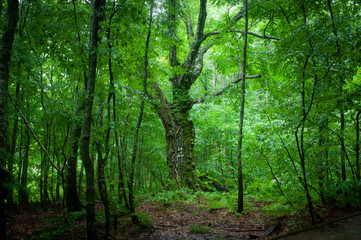 Fototapeta na wymiar 雨の原生林。白神山地のブナの森。