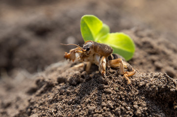 European mole cricket (Gryllotalpa gryllotalpa)