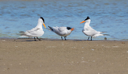 Courtship ritual of royal terns(Thalasseus maximus, Galveston, Texas