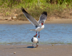 The courtship ritual of laughing gulls (Leucophaeus atricilla)
