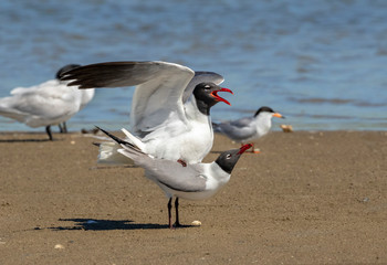 Fototapeta na wymiar The courtship ritual of laughing gulls (Leucophaeus atricilla)