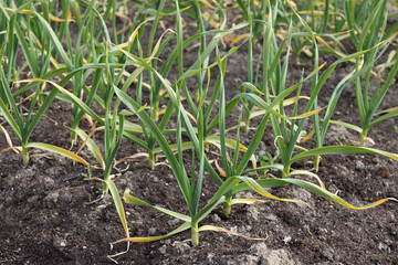 Garlic plant growing in the garden.