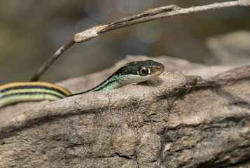 Thamnophis sauritus sauritus, the eastern ribbon snake or common ribbon snake close up