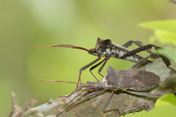 The giant leaf-footed bug (Acanthocephala declivis) close up