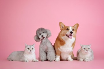 Corgi dog small grey dog and white cats on a pink background