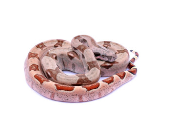Boa constrictor imperator hypo fire VPI