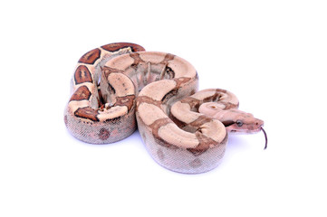 Boa constrictor imperator hypo fire VPI