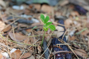 the plant in the land