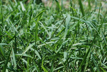 green grass background in garden