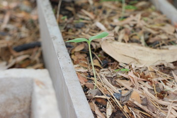 ants on the ground