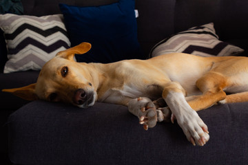 adorable young yellow labrador retriever resting on a gray sofa