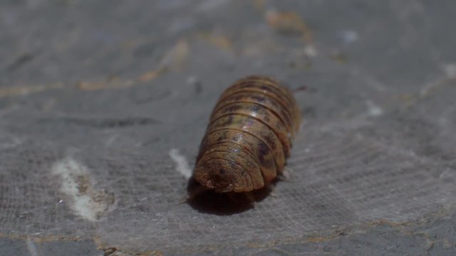 A pill bug or roly poly (Armadillidiidae) crawling around the stone pavement, roly poly, or pill woodlouse is common around the urban environment.