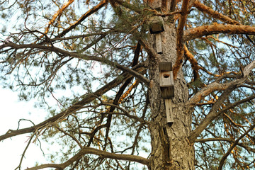 Old ruined birdhouses on a pine tree in Siberia