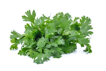 Cutout of fresh Coriander (Coriandrum sativum) leaves on white background