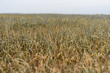 on the wheat field drought. Dry plants as a result of lack of moisture.