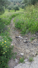 Wild flowers and foot path in meadow
