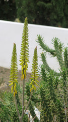 Yellow red hot poker in bloom
