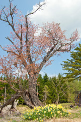 花咲くサクラの木と黄色いスイセンのハーモニー