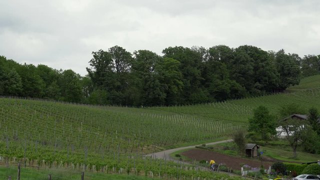 Cyclist rides up a vineyard on cloudy day. Steady wide shot.