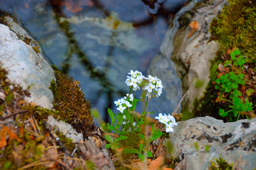 Obraz na płótnie Canvas The first spring, white flowers, close-up growing in the forest on the rocks, over the lake.Selective focus.