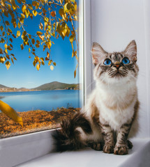 cute fluffy cat with blue eyes sitting on a window sill on a background of golden autumn trees and blue lake