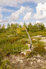 Birch grove and bright blue sky with white clouds. Green trees with yellow leaves in the early autumn forest. Travel on nature. White and black trunk. Landscapes, North