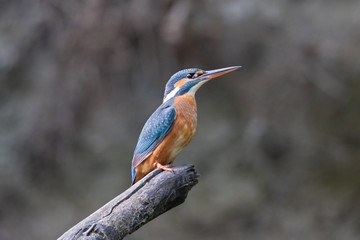 Naklejka premium Eisvogel - alcedo atthis