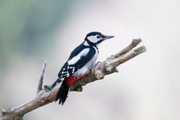 Buntspecht auf einem Ast