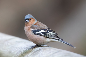 Buchfink auf dem Zaun 