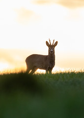Rehbock bei Sonnenaufgang 