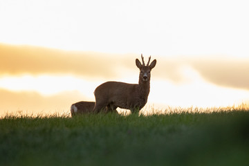 Rehbock bei Sonnenaufgang 