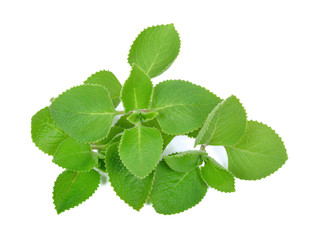 Indian borage , French thyme ,Country borage ,Mexican mint ,on white background