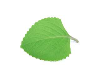 Obraz premium Indian borage , French thyme ,Country borage ,Mexican mint ,on white background