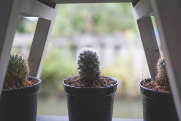 Trendy tropical cactus in pot