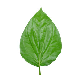 Obraz premium Green Piper betle leaf on white background