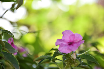 Fototapeta na wymiar Beautiful bright pink flowers with light natural background. 