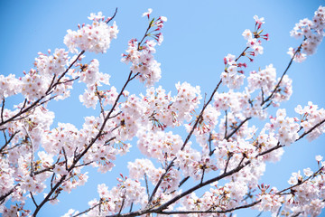 Cherry Blossoms　sakura　flower