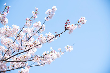 Cherry Blossoms　sakura　flower