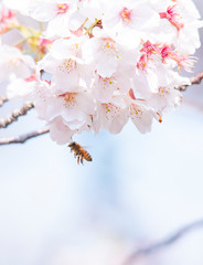 Cherry Blossoms　sakura　flower