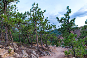 Fototapeta na wymiar Pine trees and dirt hiking path in the mountains