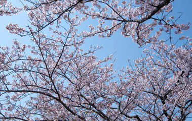 Cherry Blossoms　sakura　flower