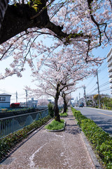 Cherry Blossoms　sakura　flower