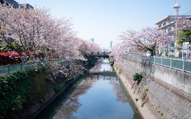 Cherry Blossoms　sakura　flower