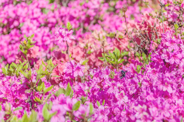 Obraz na płótnie Canvas Beautiful pink and purple azalea flowers in the botanical garden of Kiev, Ukraine. Floral background