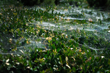 Photo making on the morning. Bright light on the green bush with the spider web.