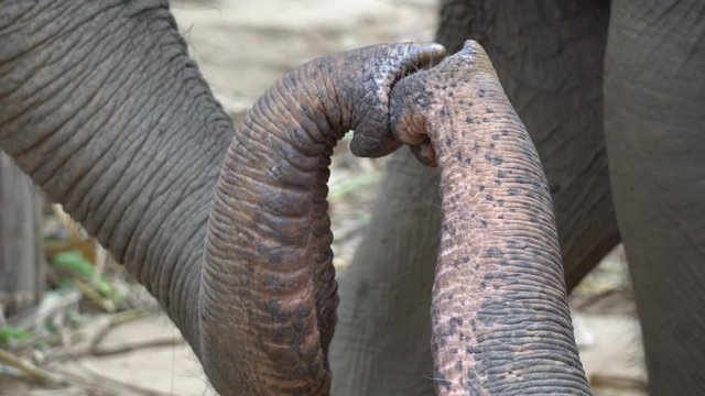 Elephant Trunks Kissing, Close Up, Animals Love Behavior