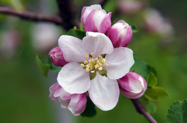 Fototapeta na wymiar Flowers and buds of apple tree